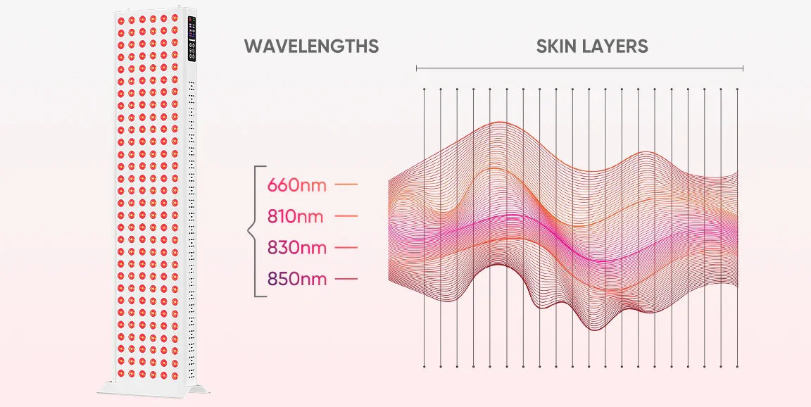 Red light therapy panel with 660nm, 810nm, 830nm, 850nm wavelengths penetrating skin layers for muscle recovery and skin health