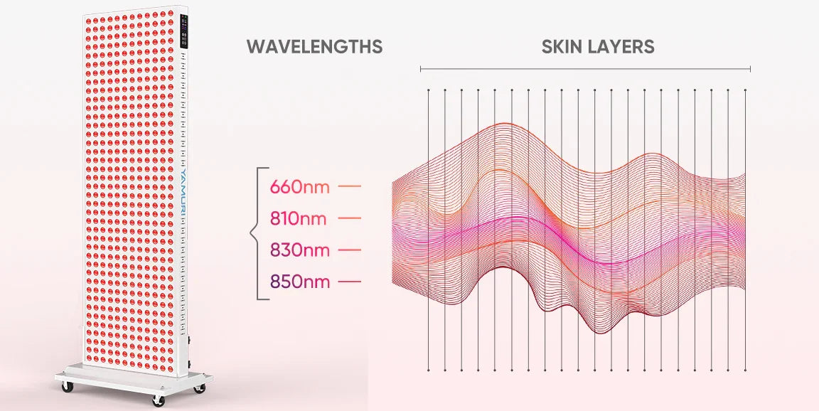 Red light therapy panel with 660nm, 810nm, 830nm, 850nm wavelengths penetrating skin layers for muscle recovery and skin health