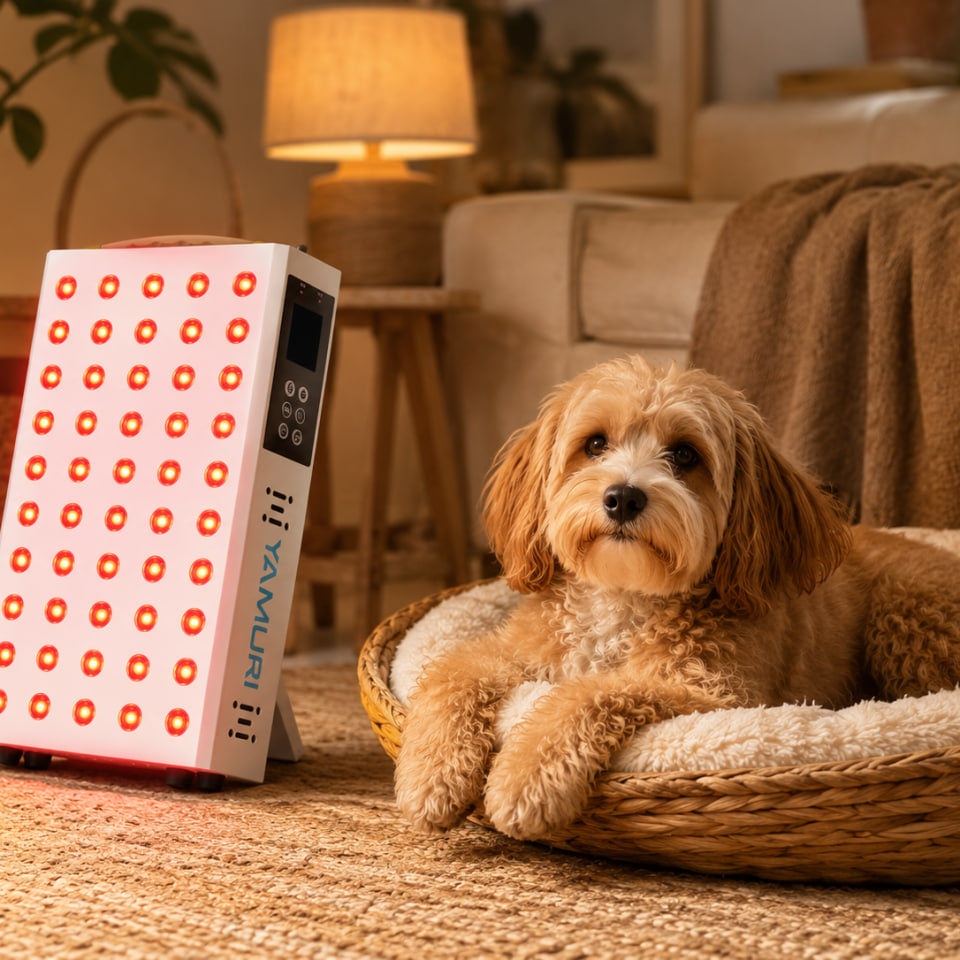 Is Red Light Therapy Good for Dogs丨Safe at Home?