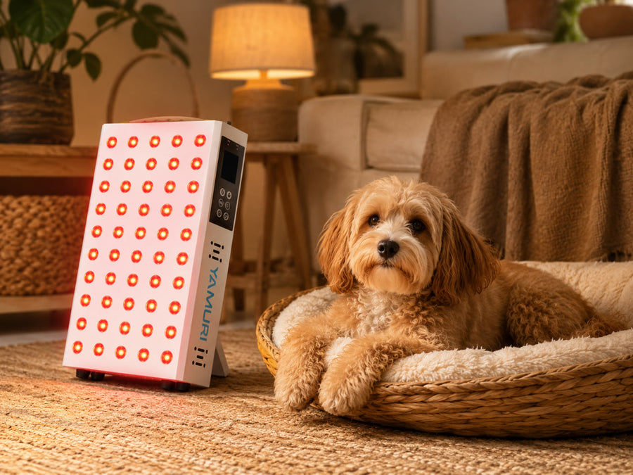 Is Red Light Therapy Good for Dogs丨Safe at Home?