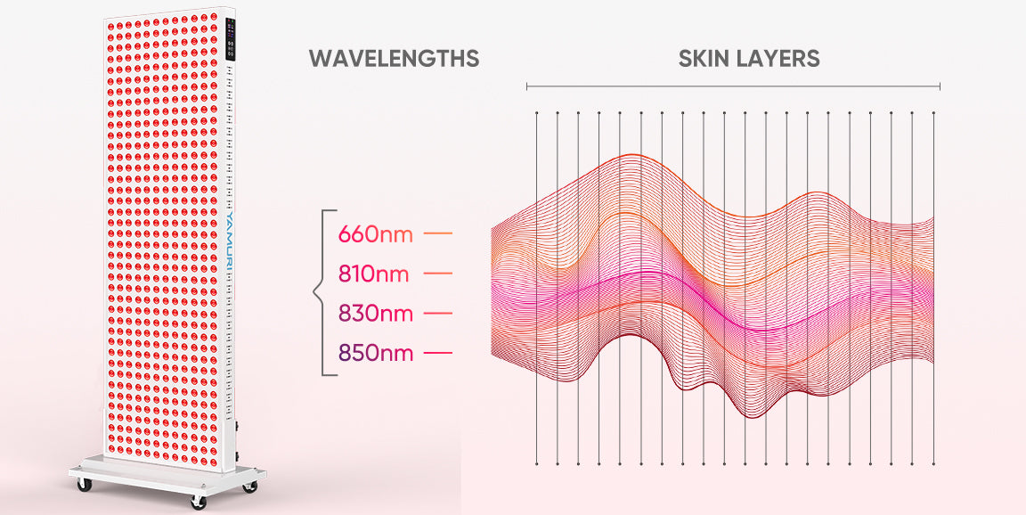 Red light therapy panel with 660nm, 810nm, 830nm, 850nm wavelengths penetrating skin layers for muscle recovery and skin health